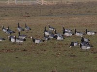 Branta leucopsis 126, Brandgans, Saxifraga-Luuk Vermeer