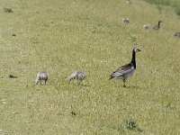 Branta leucopsis 133, Brandgans, Saxifraga-Willem van Kruijsbergen