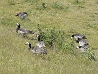 Branta leucopsis 136, Brandgans, Saxifraga-Willem van Kruijsbergen