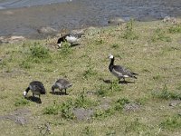 Branta leucopsis 138, Brandgans, Saxifraga-Willem van Kruijsbergen