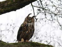 Bubo bubo 58, Oehoe, Saxifraga-Luuk Vermeer