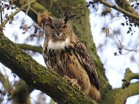 Bubo bubo 59, Oehoe, Saxifraga-Luuk Vermeer