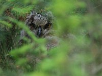 Bubo bubo 67, Oehoe, Saxifraga-Mark Zekhuis