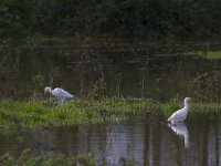 Bubulcus ibis 109, Koereiger, Saxifraga-Jan Nijendijk