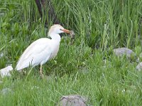 Bubulcus ibis 118, Koereiger, Saxifraga-Tom Heijnen