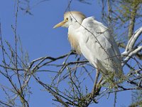 Bubulcus ibis 120, Koereiger, Saxifraga-Tom Heijnen