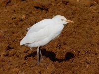 Bubulcus ibis 126, Koereiger, Saxifraga-Ed Stikvoort