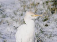 Bubulcus ibis 75, Koereiger, Saxifraga-Luuk Vermeer