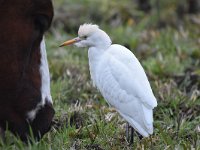 Bubulcus ibis 80, Koereiger, Saxifraga-Luuk Vermeer