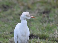 Bubulcus ibis 82, Koereiger, Saxifraga-Luuk Vermeer