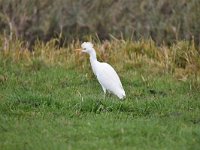 Bubulcus ibis 90, Koereiger, Saxifraga-Luuk Vermeer