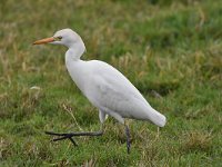 Bubulcus ibis 97, Koereiger, Saxifraga-Luuk Vermeer