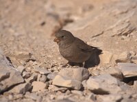 Bucanetes githagineus, Trumpeter Finch