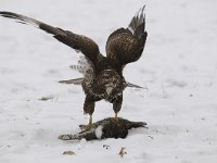 Buteo buteo 225, Buizerd, Saxifraga-Luuk Vermeer