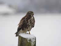 Buteo buteo 227, Buizerd, Saxifraga-Luuk Vermeer