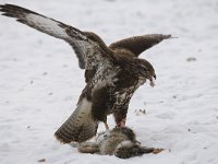 Buteo buteo 230, Buizerd, Saxifraga-Luuk Vermeer