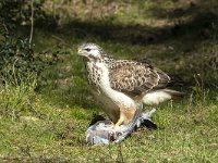 Buteo buteo 99, Buizerd, Saxifraga-Luuk Vermeer