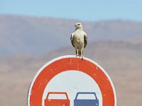 Buteo rufinus 13, Arendbuizerd, Saxifraga-Tom Heijnen