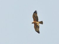 Buteo rufinus 14, Arendbuizerd, Saxifraga-Tom Heijnen