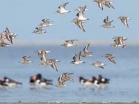 Calidris alba 53, Drieteenstrandloper, Saxifraga-Mark Zekhuis