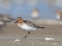 Calidris alba 54, Drieteenstrandloper, Saxifraga-Mark Zekhuis