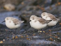 Calidris alba 72, Drieteenstrandloper, Saxifraga-Tom Heijnen