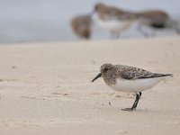 Calidris alba 77, Drieteenstrandloper, Saxifraga-Tom Heijnen