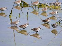 Calidris alpina 37, Bonte strandloper, Saxifraga-Tom Heijnen