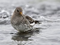 Calidris maritima 37, Paarse strandloper, Saxifraga-Tom Heijnen