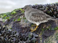 Calidris maritima 44, Paarse strandloper, Saxifraga-Tom Heijnen