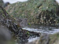 Calidris maritima 46, Paarse strandloper, Saxifraga-Tom Heijnen