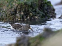 Calidris maritima 47, Paarse strandloper, Saxifraga-Tom Heijnen