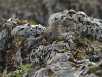 Calidris maritima 49, Paarse strandloper, Saxifraga-Tom Heijnen