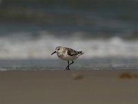 Calidris minuta 14, Kleine strandloper, Saxifraga-Dirk Hilbers