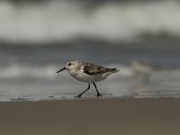 Calidris minuta 16, Kleine strandloper, Saxifraga-Dirk Hilbers