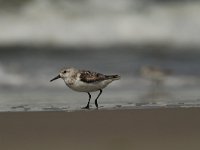 Calidris minuta 17, Kleine strandloper, Saxifraga-Dirk Hilbers