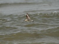 Calidris minuta 18, Kleine strandloper, Saxifraga-Dirk Hilbers