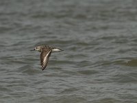 Calidris minuta 19, Kleine strandloper, Saxifraga-Dirk Hilbers