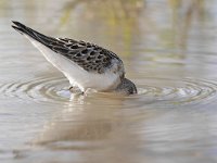 Calidris minuta 21, Kleine strandloper, Saxifraga-Tom Heijnen