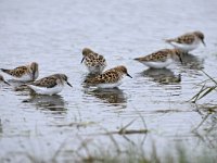 Calidris minuta 24, Kleine strandloper, Saxifraga-Tom Heijnen