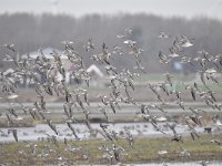 Calidris pugnax 101, Kemphaan, Saxifraga-Luuk Vermeer