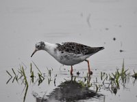 Calidris pugnax 102, Kemphaan, Saxifraga-Luuk Vermeer