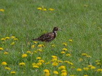 Calidris pugnax 108, Kemphaan, Saxifraga-Luuk Vermeer