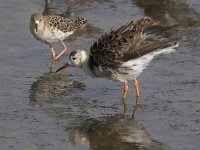 Calidris pugnax 11, Kemphaan, Saxifraga-Luc Hoogenstein