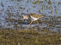 Calidris pugnax 110, Kemphaan, Saxifraga-Jan Nijendijk