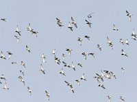 Calidris pugnax 113, Kemphaan, Saxifraga-Tom Heijnen