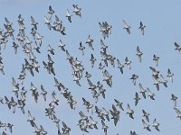 Calidris pugnax 117, Kemphaan, Saxifraga-Tom Heijnen