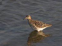 Calidris pugnax 12, Kemphaan, Saxifraga-Luc Hoogenstein