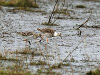 Calidris pugnax 15, Kemphaan, Saxifraga-Piet Munsterman