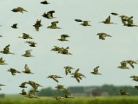 Calidris pugnax 23, Kemphaan, Saxifraga-Piet Munsterman